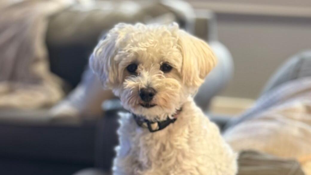 Monday Menu: Nothing but the Hits Edition